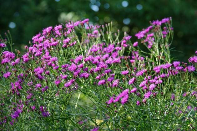 Vernonia lettermannii, Scheinaster, ironweed Vernonia lettermannii, Scheinaster, ironweed Copyright: xZoonar.com PeterxHimmelhuberx 22259163