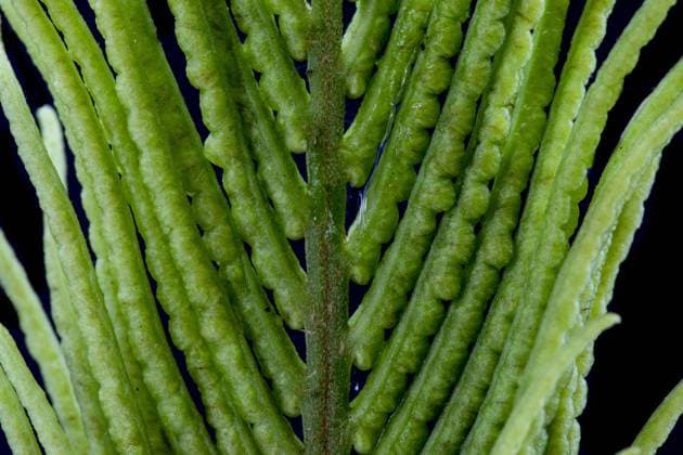 Struisvaren, Ostrich fern, Matteuccia struthiopteris Spore-bearing fertile fronds of a Ostrich fern Oldeberkoop Garden Friesland Netherlands Copyright: xAgamix xWilxLeursx