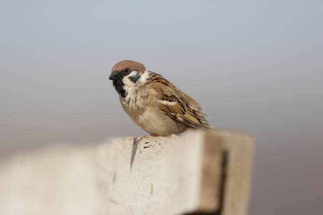Eurasian Tree Sparrow; Passer monatnus ssp. dilutus Eurasian Tree Sparrow (Passer monatnus dilutus) perching on a fence Dornod Aimag Mongolia Copyright: xAgamix xMathiasxPutzex