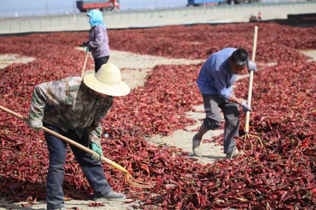 News Themen der Woche KW40 News Bilder des Tages China, Trocknung von Chilischoten in der Wüste Gobi bei Kumul Chili Peppers Dry in Gobi Desert in Hami HAMI, CHINA - OCTOBER 3, 2024 - Farmers make use of the large temperature difference between day and night in the Gobi Desert to dry chili peppers in Hami, Xinjiang province, China, Oct 3, 2024. Hami Xinjiang China  Copyright: xCFOTOx i1728039565314