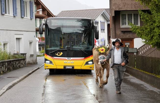 News Themen der Woche KW40 News Bilder des Tages 04.10.2024 Kerns Obwalden Schweiz. Bild: Schweizer Postauto faehrt hinter Kuh nach der Viehschau in Sarnen *** 04 10 2024 Kerns Obwalden Switzerland Picture Swiss Post bus driving behind a cow after the cattle show in Sarnen 