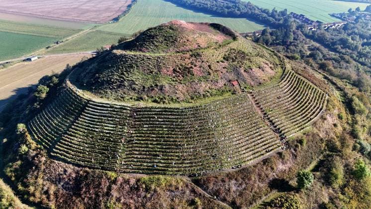 News Themen der Woche KW40 Haillicourt vendanges PHOTOPQR VOIX DU NORD MATTHIEU BOTTE 05 10 2024 05 10 2024 Haillicourt Vendanges sur le terril viticole vin blanc charbonnay vue aerienne, drone PHOTO MATTHIEU BOTTE LA VOIX DU NORD, VDNPQR Haillicourt NORTH OF FRANCE Harvests on the wine slag heap charbonnay white wine PAS DE CALAIS France  Copyright: xPHOTOPQR VOIXxDUxNORD MAXPPPxMATTHIEUxBOTTEx 20241005VDN1641 20241005VDN1641