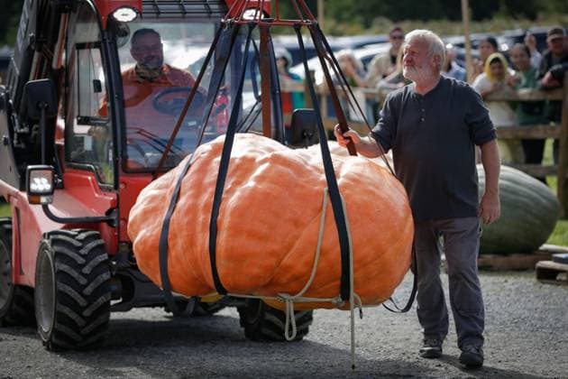 News Bilder des Tages (241006) -- LANGLEY, Oct. 6, 2024 -- A giant pumpkin is transported for weighing during the 2024 Giant Pumpkin Weigh-Off competition in Langley, British Columbia, Canada, Oct. 5, 2024. The annual province-wide giant pumpkin weigh-off competition returned to Langley on Saturday, drawing dozens of growers to compete. (Photo by Liang Sen Xinhua) CANADA-LANGLEY-GIANT PUMPKIN WEIGH-OFF COMPETITION LinxWei 