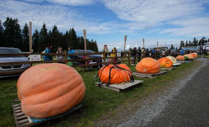 (241006) -- LANGLEY, Oct. 6, 2024 -- Giant pumpkins are displayed before being weighed during the 2024 Giant Pumpkin Weigh-Off competition in Langley, British Columbia, Canada, Oct. 5, 2024. The annual province-wide giant pumpkin weigh-off competition returned to Langley on Saturday, drawing dozens of growers to compete. (Photo by Liang Sen Xinhua) CANADA-LANGLEY-GIANT PUMPKIN WEIGH-OFF COMPETITION LinxWei 