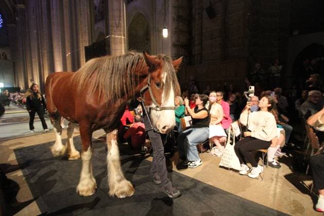 News Themen der Woche KW40 New York, Fest des Heiligen Franziskus mit Segnung von Haustieren October 6, 2024, Manhattan, New York, USA: New York, New York October 6, 2024 . The Feast of St Francis (Blessing of the Animals...All pets and people are welcome to this beloved annual tradition at the Cathedral of Saint John the Devine. Honoring St. Francis of Assisi, the patron saint of the environment and ecology..Horse Manhattan U.S.A - ZUMAct2_ 20241006_faf_ct2_058 Copyright: xBrucexCotlerx