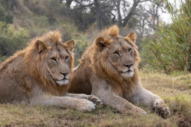 Lion (Panthera leo) brothers, Zimanga private game reserve, KwaZulu-Natal, South Africa, Africa Copyright: AnnxandxStevexToon 743-2255