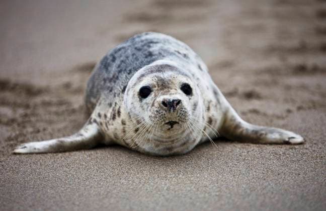 Creative Highlights World Seal pup, Outer Hebrides, Scotland, United Kingdom, Europe Copyright: DavidxPickford 802-845 RECORD DATE NOT STATED