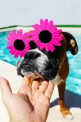 Creative Highlights Symbolfotos Playful dog adorned with oversized pink flower-shaped sunglasses held up by a human hand before a bright pool background Model Released SergioVictorVega_ID24255_703147_002 Copyright: xSergioxVictorxVegax