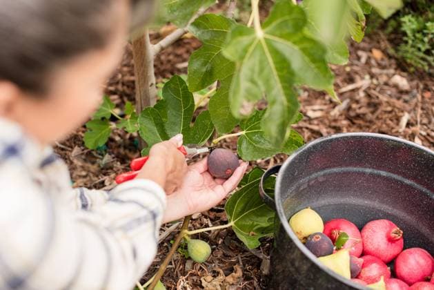 Woman cutting a fig with a pot of fruit Napa, California, United States R_HOOX241007-1551441-01 ,model released, Symbolfoto