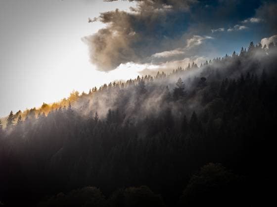 Wolkenverhangener Wald 1047100564
