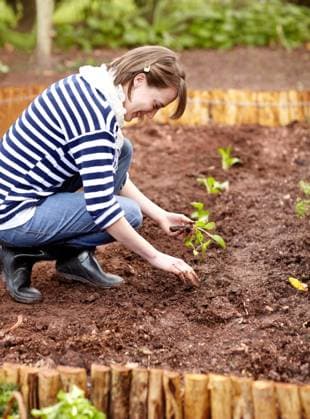 Woman, gardening and plant in backyard soil, dirt or growing vegetables. Person, planting or harvest of plants in ground or agriculture in spring, garden or farming green spinach, leaves or herbs. model released property released Copyright: xwww.peopleimages.comx