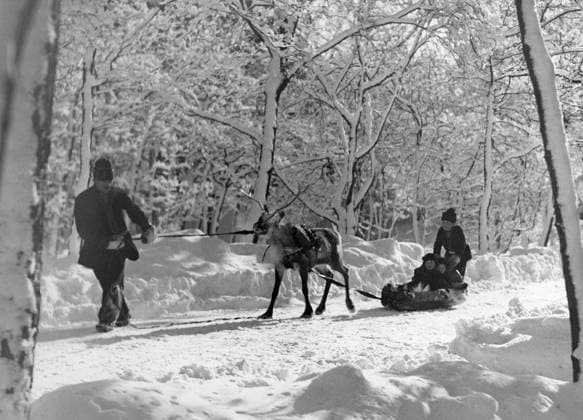 Orig caption LAPLAND AT SKANSEN IN STOCKHOLM A scene from the free air museum Skansen in Stockholm after the last heavy snowfall, showing the reindeer sledge akja of the laps on a tour in the snowy wood 20 2 37 Note Lappliv at Skansen Note Ropes Hats Sleds Snow covered trees Snowdrifts Horns Reindeer horns Open air museums CD561 sites STOCKHOLM SWEDEN sp sw x560  Copyright: xx CLEAN WITH ACKJA ON THE SCAN