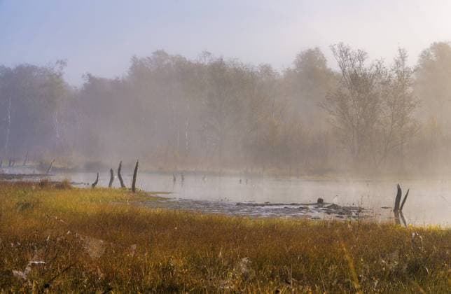 Frühnebel, Landschaft im und am Wittmoor, Norderstedt, Schleswig-Holstein, Deutschland, Europa Early morning fog, landscape in and around Wittmoor, Norderstedt, Schleswig-Holstein, Germany, Europe Copyright: imageBROKER Karl-HeinzxSpremberg ibxkhs11525847.jpg
