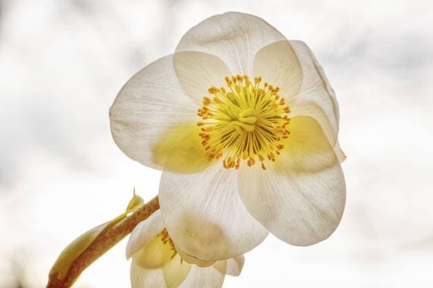 Nahaufnahme einer zarten weißen Blume mit gelbem Zentrum, die eine ruhige und natürliche Schönheit ausstrahlt, Christrose (Helleborus niger) Close-up of a delicate white flower with a yellow centre, radiating a calm and natural beauty, Christmas rose (Helleborus niger) Copyright: imageBROKER NorbertxAchtelik iblnac11537259.jpg