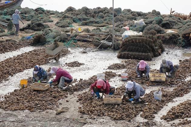 News Themen der Woche KW41 News Bilder des Tages Oyster Harvest in Qingdao QINGDAO, CHINA - OCTOBER 11, 2024 - Fishermen lift oysters raised at sea in Lingshan Bay, a new area on the west coast in Qingdao, Shandong province, China, Oct 11, 2024. Qingdao Shandong China  Copyright: xCFOTOx i1728697842068
