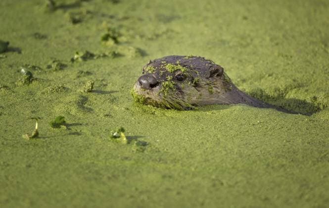 Flussotter schwimmt in grünem, moosigem Wasser, Farbbild River Otter Swimming in Green Mossy Water, Color Image Copyright: imageBROKER JeffreyxSchwartz ibliqx11515486.jpg