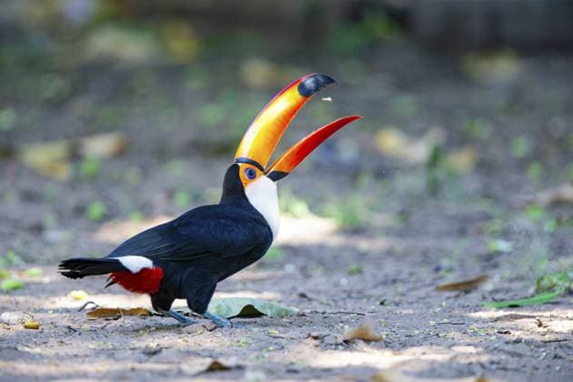 Riesentukan (Ramphastos toco) Pantanal Brasilien Giant toucan (Ramphastos toco) Pantanal Brazil Copyright: imageBROKER HermannxBrehm ibxhbr11522604.jpg