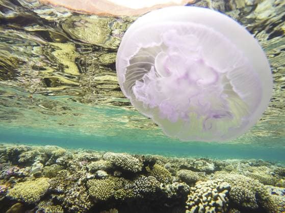 Creative Highlights World Beobachtung von Quallen beim Schnorcheln in Dahab in Ägypten Observation of jellyfish during snorkeling in Dahab in Egypt Copyright: imageBROKER MarceloxRabelo ibxiqx11510892.jpg