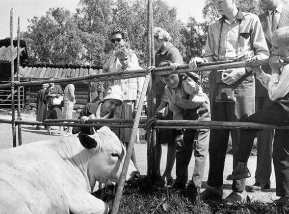STOCKHOLM 1959-05-17 Besökare pa Skansen. Skansen hade en av sina riktigt stora dagar pa pingstaftonen. Man räknade in sammanlagt drygt 15 000 besökare. T o m sa beskedligt fredliga djur som svenska fjällkor kunde glädja sig (?) at stor uppvaktning. STOCKHOLM SVERIGE x192x *** STOCKHOLM 1959 05 17 Visitors at Skansen Skansen had one of its really big days on Whitsun Eve A total of more than 15,000 visitors were counted Even such modestly peaceful animals as Swedish mountain cows could enjoy great attention STOCKHOLM SWEDEN x192x  Copyright: xExpressen TTx BESÖKARE SKANSEN