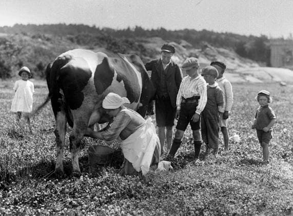 GÖTEBORG 1925-07-13. Kossan mjölkas - Kungsladugard. Barn tittar pa. *** Local Caption *** GT Lada 1925-04 GÖTEBORG SVERIGE x2524x *** GÖTEBORG 1925 07 13 The cow is milked Kungsladugard Children watching Local Caption GT Lada 1925 04 GÖTEBORG SWEDEN x2524x  Copyright: xKamerareportage TTx MJÖLKNING