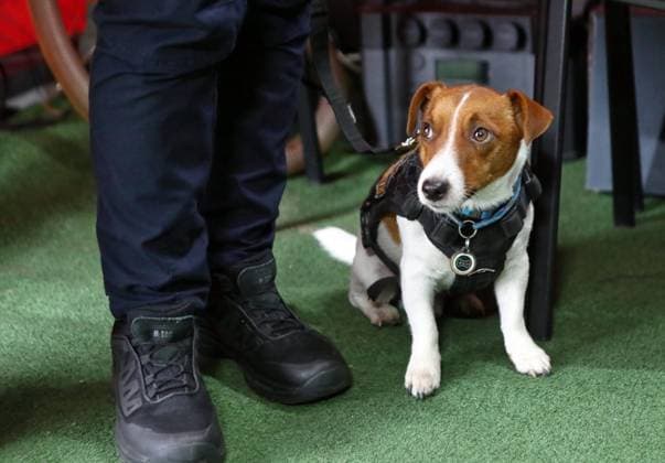 KYIV REGION, UKRAINE - OCTOBER 14, 2024 - Patron, a detection dog, is pictured during the ceremony to hand over a mine clearance vehicle purchased by Ukrposhta with funds raised through the sales of the Dog Patron charity stamp to the personnel of the State Emergency Service in Chernihiv region, Kyiv region, northern Ukraine. Ukrposhta gives mine clearance vehicle to Chernihiv region rescuers  Copyright: xVolodymyrxTarasovx
