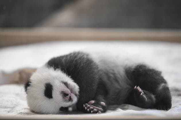 Panda babies at Berlin Zo Copyright: RetoxKlar doc7xmbv25oprk2xb1ca60 ,EDITORIAL USE ONLY Copyright: RetoxKlar