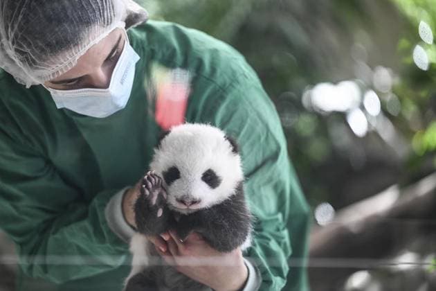 Panda babies at Berlin Zo Copyright: RetoxKlar doc7xmbv4cez69t7e3ghfy ,EDITORIAL USE ONLY Copyright: RetoxKlar
