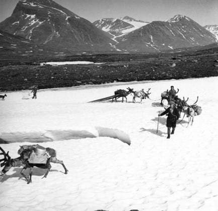 LAPLAND 1950 Without caption Note Migrating to the summer pastures Jockmock The Lapps head out to the summer pastures Jokkmokk Sweden SVERIGE x5600x  Copyright: xSVTx ON THE WAY TO SUMMER PASTURES