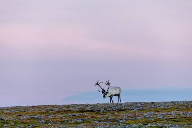 Creative Highlights World Reindeer At Nordkapp A reindeer stands on rocky terrain at sunset in Nordkapp, Norway, on September 27, 2024. Nordkapp, the northernmost point of mainland Europe, is known for its arctic wildlife, including reindeer, and its remote, dramatic landscapes, attracting visitors from around the world. Nordkapp Norway  Copyright: xManuelxRomanox originalFilename: romano-reindeer240927_npsFq.jpg