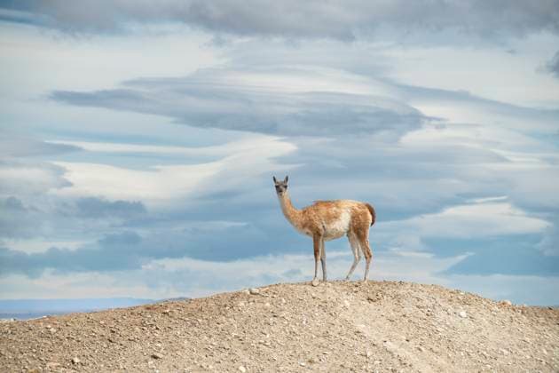 Creative Highlights World Guanacos dot the mountainous countryside of Argentina. Argentina, Santa Cruz Province, El Chaltén CR_GASU240520-1435448-01