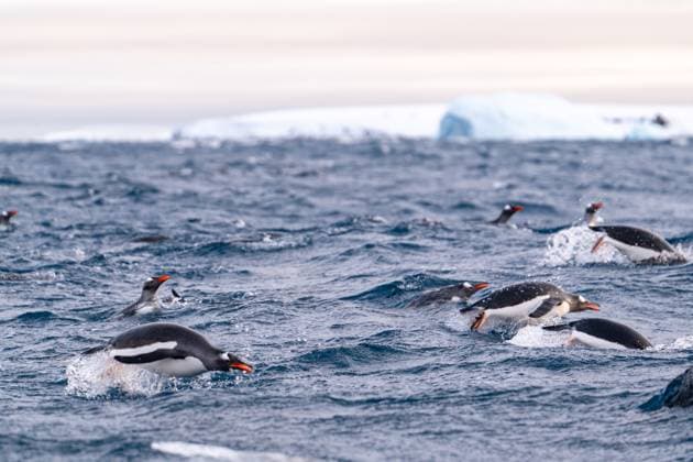 Creative Highlights World Gentoo penguins swimming into the Ocean. Vernadsky Research Base, Antarctica CR_HYVK241010-1558125-01