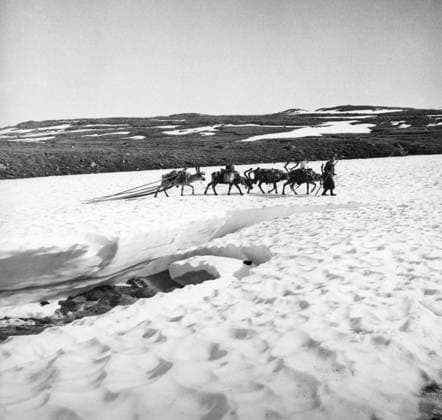 LAPLAND 1950 Without caption Note Migrating to the summer pastures Jockmock The Lapps head out to the summer pastures Jokkmokk Sweden x5600x  Copyright: xSVTx ON THE WAY TO SUMMER PASTURES
