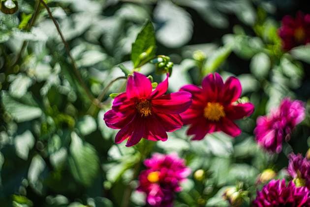Beautiful Dahlia flowers in the garden Tbilisi, Tbilisi, Georgia R_LSQHTY2410144E-1562630-01