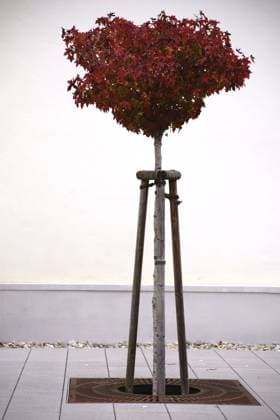 Junger Zierbaum im Herbst Ein junger beschnittener Zierbaum mit weinroten Herbstblättern steht vor einer weißen Fassade. Copyright: xZoonar.com BastianxKienitzx 11391107