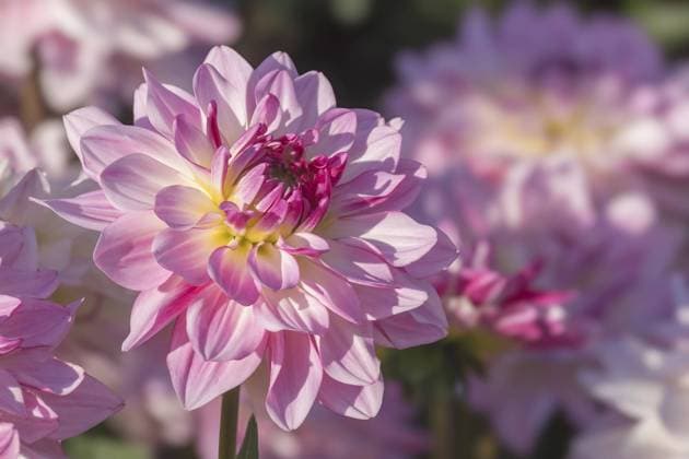 Dahlie (Dahlia), Münsterland, Nordrhein-Westfalen, Deutschland, Europa Dahlia (Dahlia), Münsterland, North Rhine-Westphalia, Germany, Europe Copyright: imageBROKER AnnaReinert ibxann11502277.jpg