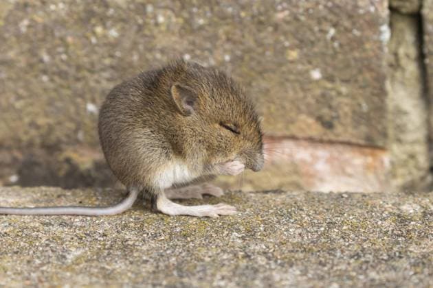 Braune Ratte (Rattus norvegicus), junges Nagetierbaby, das seinen Vorderfuß an einer Mauer wäscht, England, Großbritannien, Europa Brown rat (Rattus norvegicus) juvenile baby rodent animal washing its front foot by a building brick wall, England, United Kingdom, Europe Copyright: imageBROKER KevinxSawford ibxksa11566752.jpg
