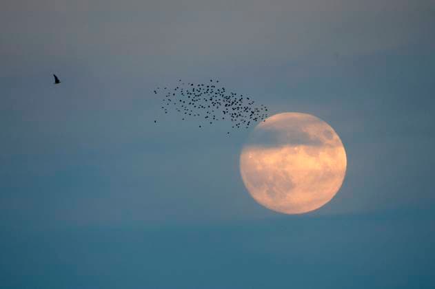 Ein Vogelschwarm vor dem Vollmond. Landsberg, 16..10.2024 *** A flock of birds in front of the full moon Landsberg, 16 10 2024 Foto:xR.xStoffelsx xFuturexImagex vollmond_4001