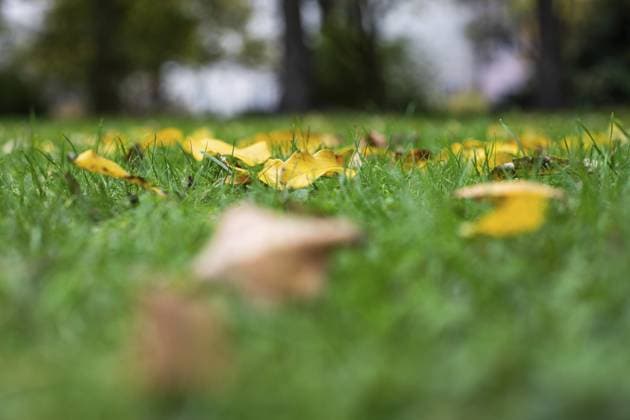 IMAGO Creative, Jahreszeit Herbst in der Stadt Herbstlaub im Gras, Leoben, Steiermark, Österreich, Europa Autumn leaves in the grass, Leoben, Styria, Austria, Europe Copyright: imageBROKER Karl-HeinzxSchein ibxksc11571435.jpg