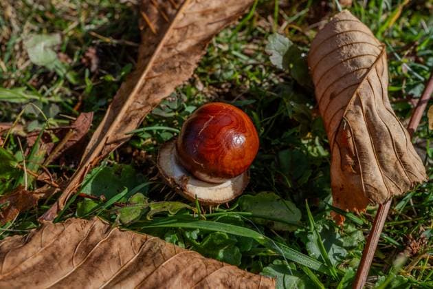 Chestnuts and leaves in autumn Bad Hofgastein Kurpromenade Salzburg Austria