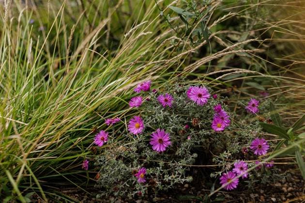 Purple asters blooming near ornamental grass in garden Karlin, Prague Prague, Prague, Czechia R_UZFO241017-1565684-01