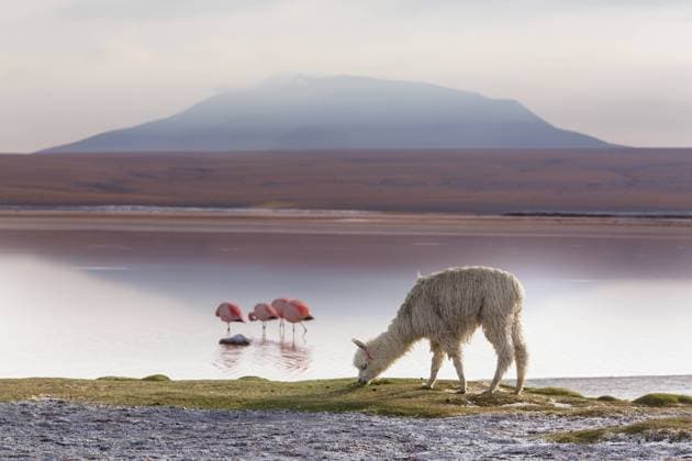 Der Salar de Uyuni, ein Salzsee in den Anden Boliviens, Südamerika Cute alpaca in Andes, Bolivia, South America Copyright: xZoonar.com GalynaxAndrushkox 21178176