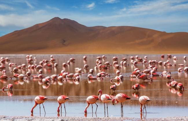 Laguna Colorado The surreal landscape in South America. Colorful Laguna Colorada on the plateau Altiplano in Bolivia. Copyright: xZoonar.com GalynaxAndrushkox 22035515