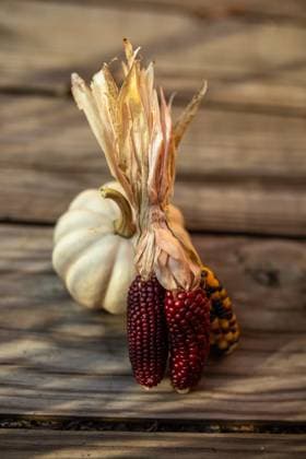 close-up of Indian corn and a white pumpkin against a wooden surface Allentown, Pennsylvania, United States R_PUNF241021-1567196-01