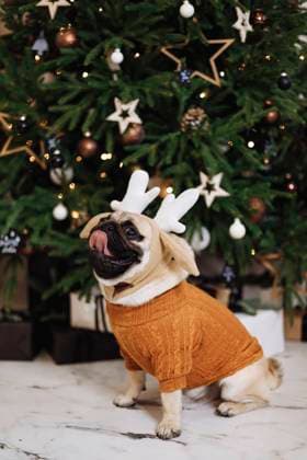 Pug dog sitting in front of Christmas tree property released, EHAF00288