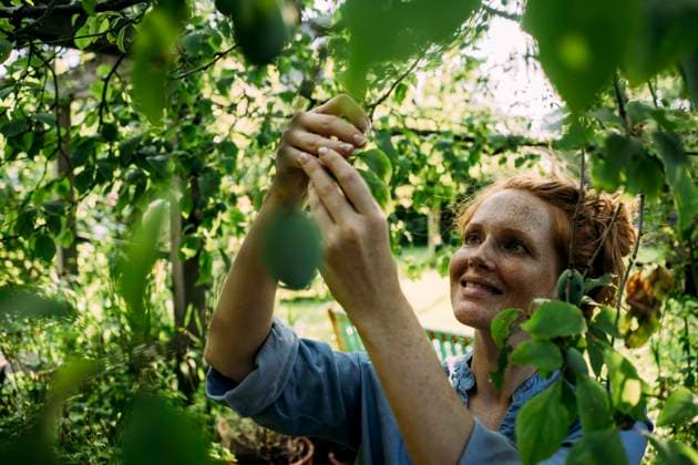 IMAGO Creative, Jahreszeit Sommer, Food, Pflaume Smiling woman picking fruit from tree in back yard model released, Symbolfoto property released, JOSEF26345