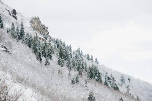 Snow covered trees on mountain side italy, alps, dolomites, cortina dampezzo, tre cime di lavaredo, 05.01.2008, TTBB_ti0700898.jpg, city, cold, color image, copy space, day, environment, horizontal, landscape, mother nature, mountain, nature, nobody, outdoors, photography, salt lake, slope, sloping, snow, timberline, travel destinations, utah, wasatch, wasatch mountains, winter Copyright: xErikxIsaksonx