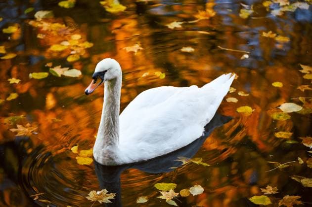 Creative Highlights World LVIV, UKRAINE - OCTOBER 24, 2024 - A swan swims in Swan Lake in Stryiskyi Park in autumn, Lviv, western Ukraine. Stryiskyi Park in Lviv  Copyright: xAnastasiiaxSmolienkox