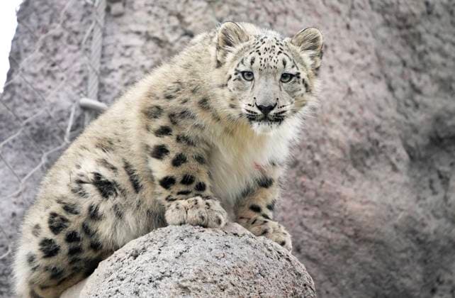 Entertainment Themen der Woche KW43 Entertainment Bilder des Tages October 25, 2024, Toronto, On, CANADA: Five-month-old snow leopard Zoya explores their outdoor habitat at the Toronto Zoo in Toronto on Friday, October 25, 2024. The elusive snow leopard, also known as the öÄughost catöÄÃ¹ is not often spotted in the wild and is listed as an vulnerable species. Toronto CANADA  - ZUMAc35_ 20241025_zaf_c35_011 Copyright: xNathanxDenettex