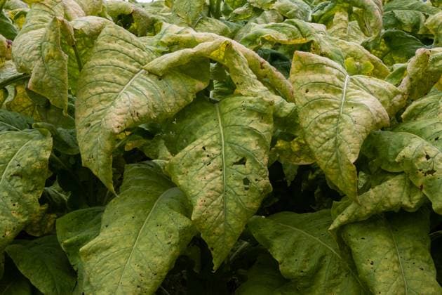 Tobacco Plantations In Umbria, Italy Tobacco plantations are seen in the municipality of CittÃ di Castello in Umbria, Italy, on October 22nd, 2024. CittÃ di Castello Italy  Copyright: xLorenzoxDixColax originalFilename: dicola-tobaccop241022_npM2O.jpg