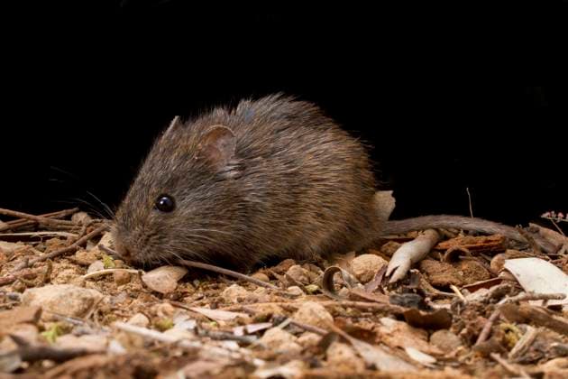 INTERNATIONAL LIST THREATENED SPECIES, A supplied image obtained on Monday, October 28, 2024, of Heath Mouse. ( NO ARCHIVING, EDITORIAL USE ONLY, NO USE IN BOOKS WITHOUT CONSENT AUSTRALIA  Copyright: xSUPPLIEDx 20241028112177999423